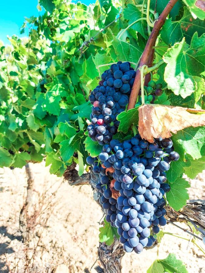 Chateau Le Bouis Gruissan Zewnętrze zdjęcie
